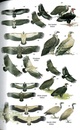 Vogelgids Field Guide to the Birds of Bangladesh | Bloomsbury