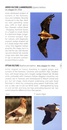 Vogelgids - Natuurgids Pocket Photo Guide Birds of France - Vogelgids Frankrijk | Bloomsbury