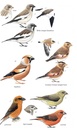 Vogelgids Birds of Cyprus | Christopher Helm