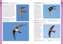 Vogelgids Pocket Photo Guide Birds of Italy | Bloomsbury