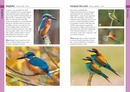 Vogelgids Pocket Photo Guide Birds of Italy | Bloomsbury