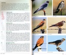 Vogelgids Guide to birds of the Kruger National Park | Struik Nature